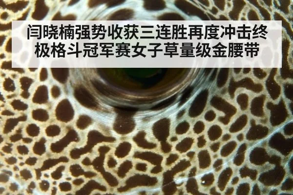 闫晓楠强势收获三连胜再度冲击终极格斗冠军赛女子草量级金腰带